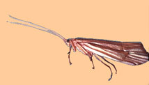 Rhyacophila Adult