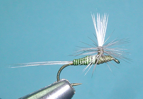 Quilled Parachute, BWO