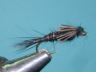 A.P. Black Beaver Nymph