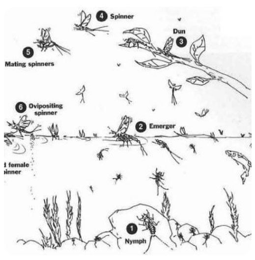 BWO Life Cycle