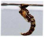 Suspended Chironomid