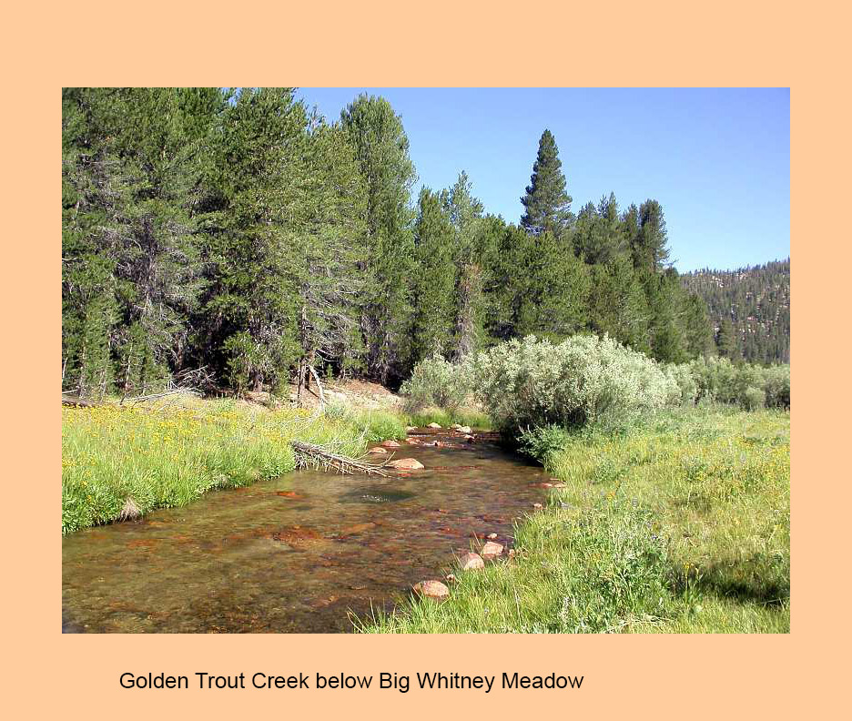 Cottonwood Creek and Golden Trout Creek