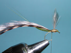 Extended Body Mayflies, Step Eleven