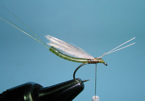 Extended Body Mayflies, Step Eight