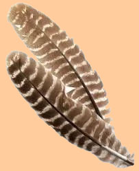 Natural Barred Turkey Feathers for Sale | Turkey Quill Wing Feathers