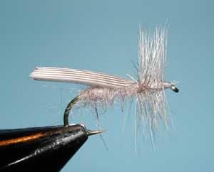 Gray Quill-Wing Caddis