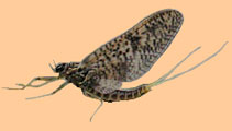 March Brown Adult