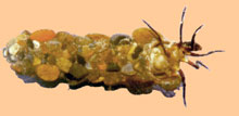 October Caddis Larvae