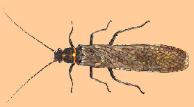 Salmonfly Adult