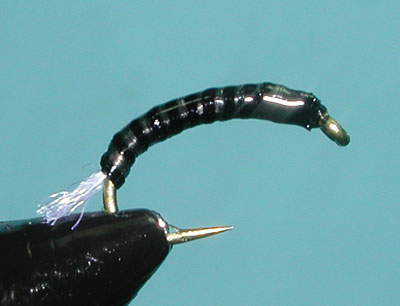 Black/Cream Spanflex Larvae