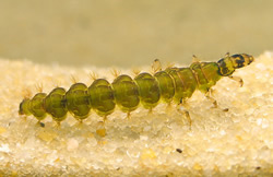 Rhyacophila Larvae