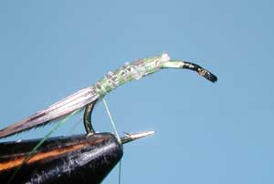 Z-Wing Caddis, Step One