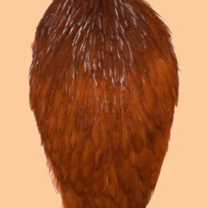 Whiting American Rooster Capes