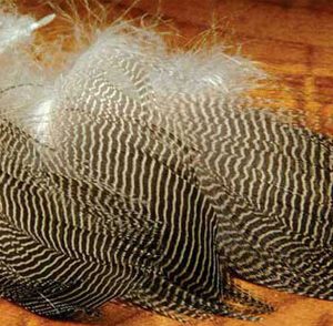 gadwall feathers