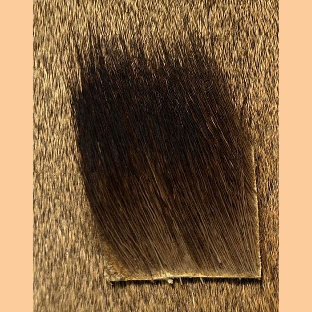 Moose Body Hair