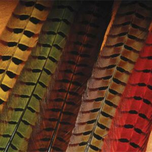 Ringneck Pheasant Tails