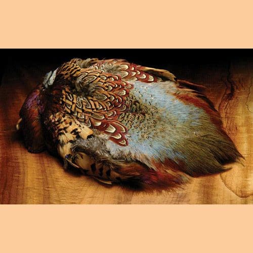Ringneck Pheasant Skin