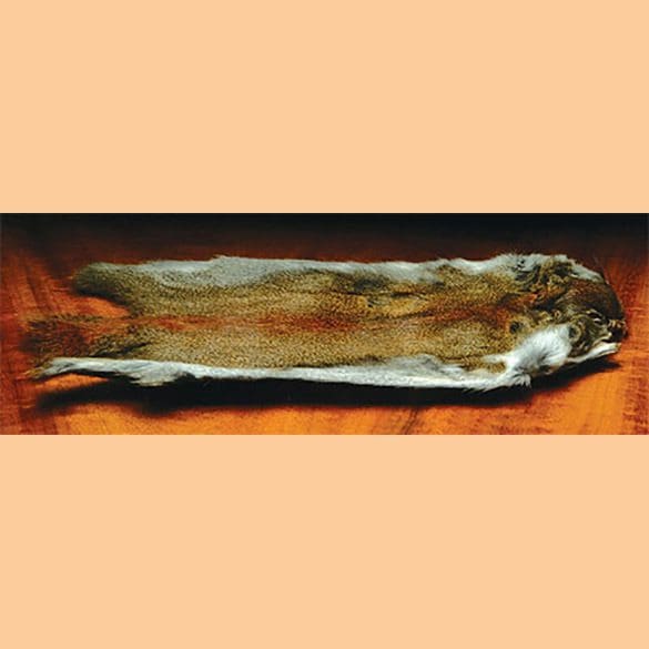 Pine Squirrel Skin