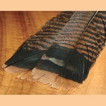 Cinnamon Turkey Tail Feathers