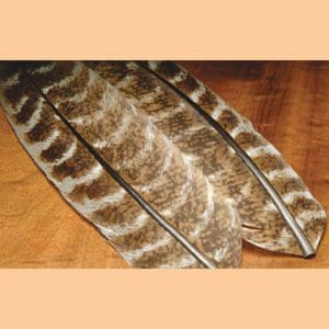 Ozark Oak Turkey tail feathers