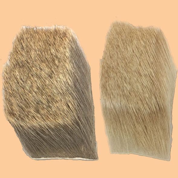 Yearling Elk Hair