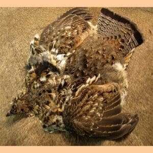 Ruffed Grouse Skin