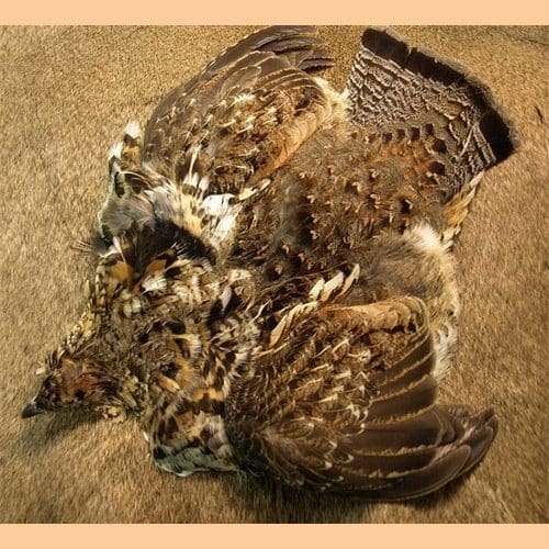Ruffed Grouse Skin