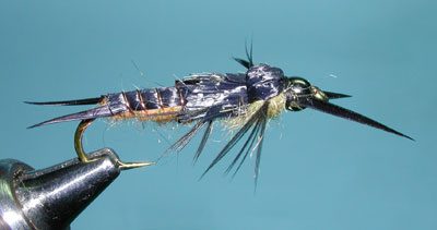 Anatomical Salmonfly