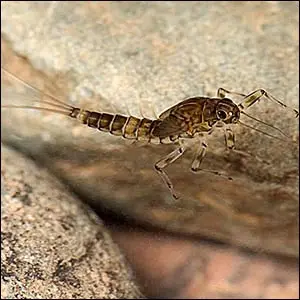 Blue Wing Olive Nymph