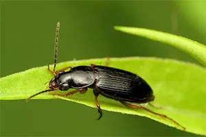 Beetle