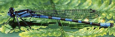 Blue Damselfly