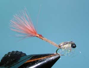 Burk's Damsel Nymph, Tan