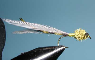 Burk's Damsel Olive