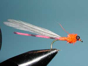 Burk's Damsel, Red