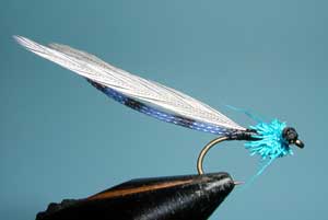 Burk's Damsel, Blue