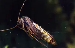 Caddis Emerger