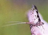 Callibaetis Mayfly