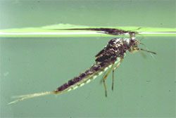 Callibaetis Emerger