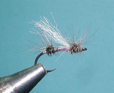 Quigley's Cluster Midge