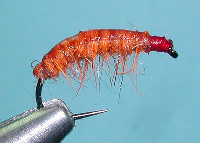 Carotene Czech Nymph