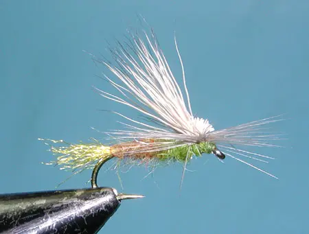 E/C Caddis, Olive Brown