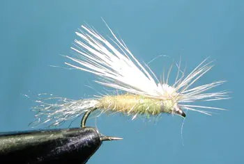 E/C Caddis, Golden