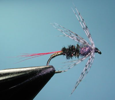 Gray Hackle Peacock