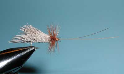 Goddard Caddis