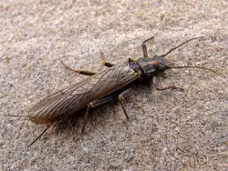 Golden Stonefly