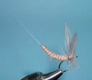 Extended Mayfly, Gray Drake