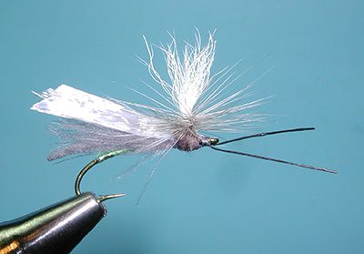 Headlight Caddis, Gray