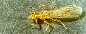 Little Yellow Stonefly (Isoperla)