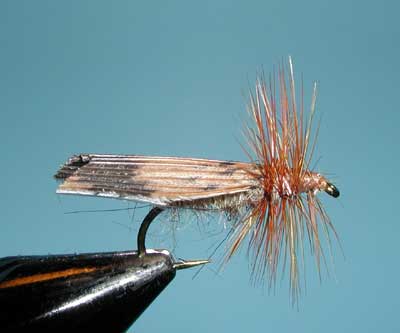 Kings River Caddis