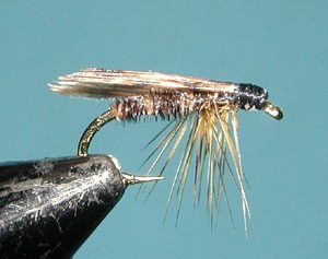 Tent Caddis